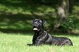 CANE CORSO 1159